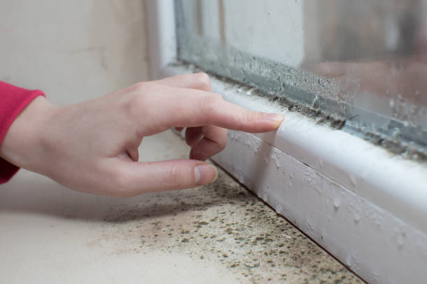 Mold Documentation for Insurance Claims in Buena Park, CA
