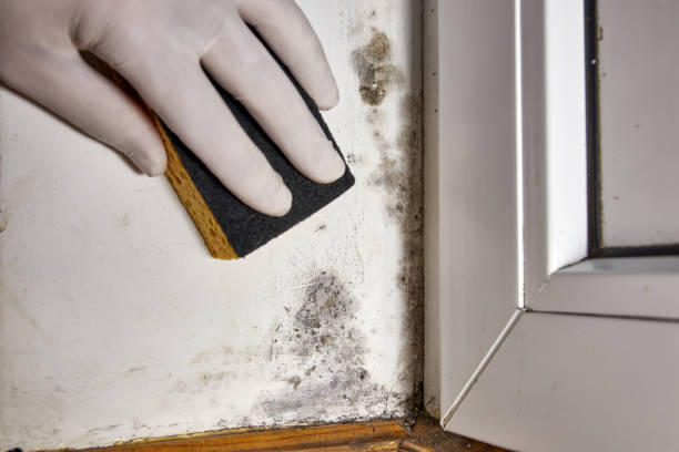 Best Residential Mold Inspection & Testing  in Buena Park, CA